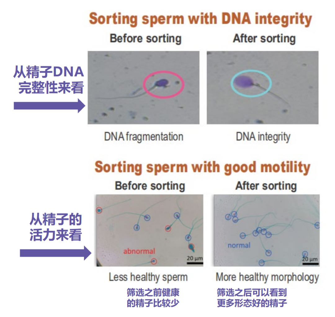泰国LRC生殖中心(图17)